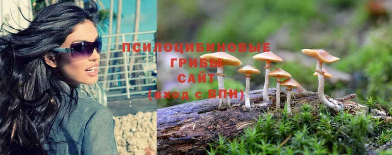 Галлюциногенные грибы Psilocybine cubensis  Павлово 